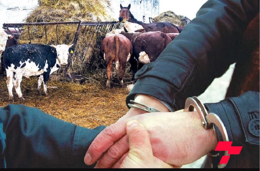 Малын хулгайн хэрэгт 551 хүнийг яллагдагчаар татсаны 485 нь эрхэлсэн ажилгүй бай