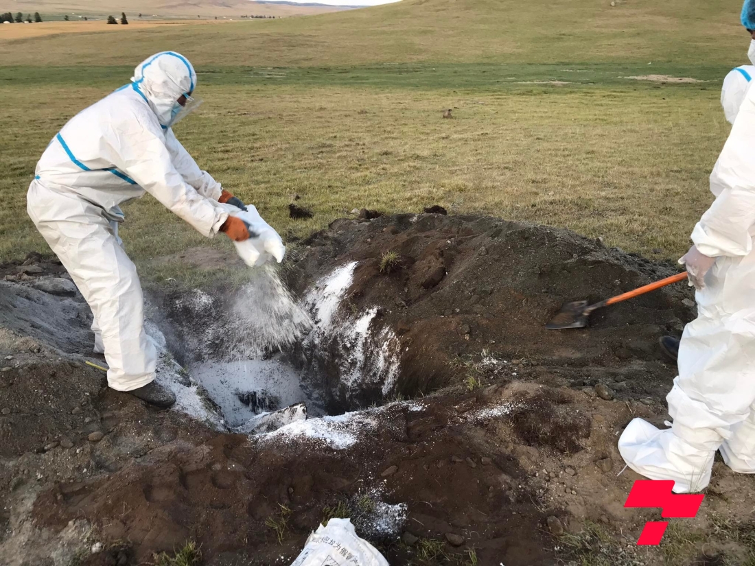 Увс аймгийн Тэс суманд хонь төхөөрсөн иргэн боомын халдвар авчээ
