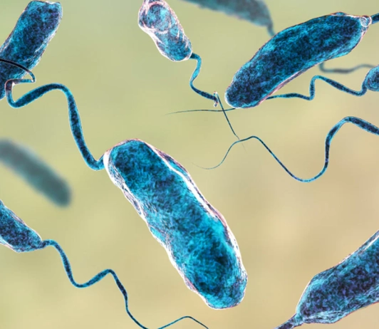 Үхэлд хүргэж болзошгүй “Vibrio vulnificus” хэмээх бактерийн халдвар нэмэгдэж байгааг анхааруулжээ