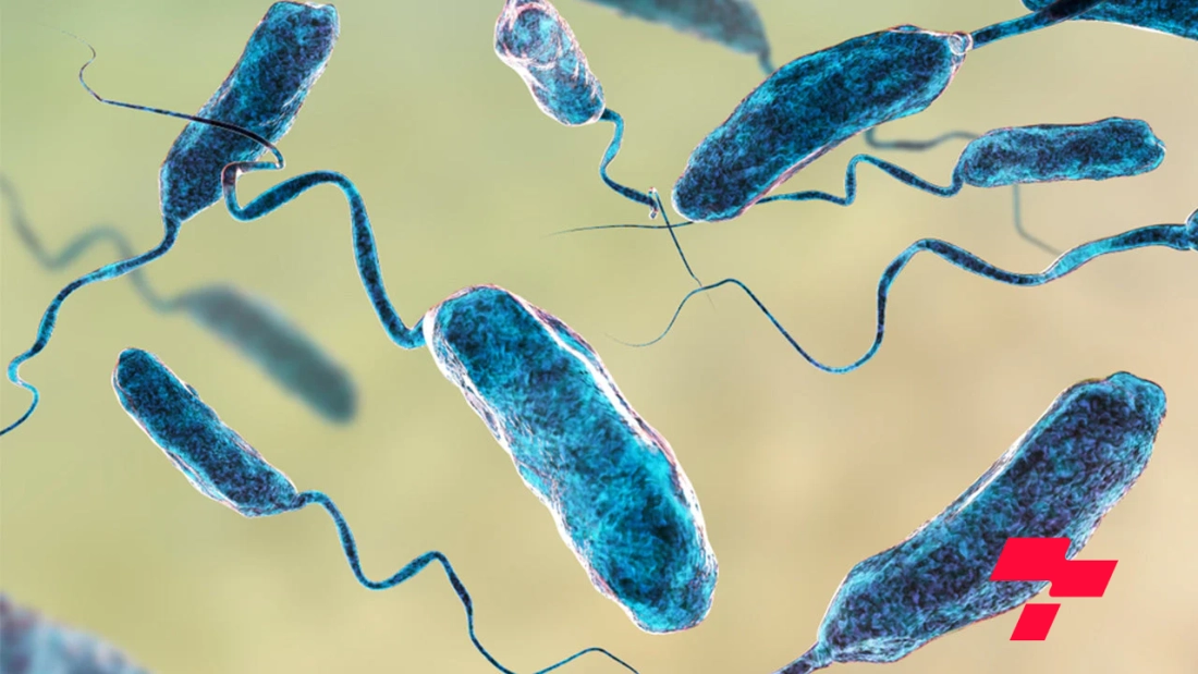 Үхэлд хүргэж болзошгүй “Vibrio vulnificus” хэмээх бактерийн халдвар нэмэгдэж байгааг анхааруулжээ