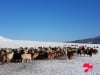 Малдаа яваад сураггүй болсон 26 настай эмэгтэйг зургаадахь өдрөө хайж байна